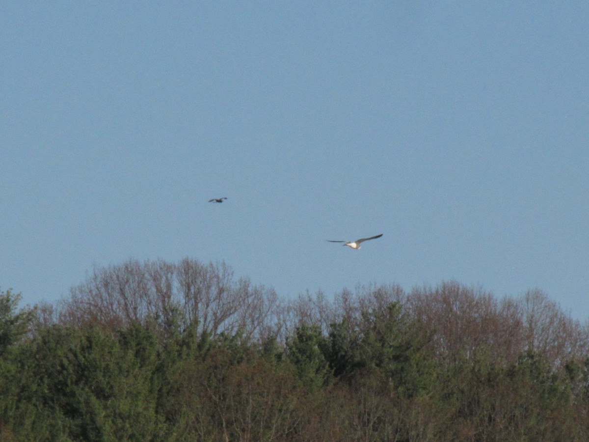 Ring-billed Gull - ML645958337
