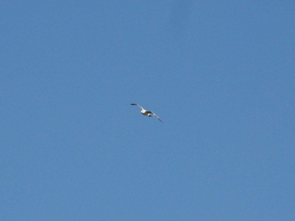 Ring-billed Gull - ML645958345