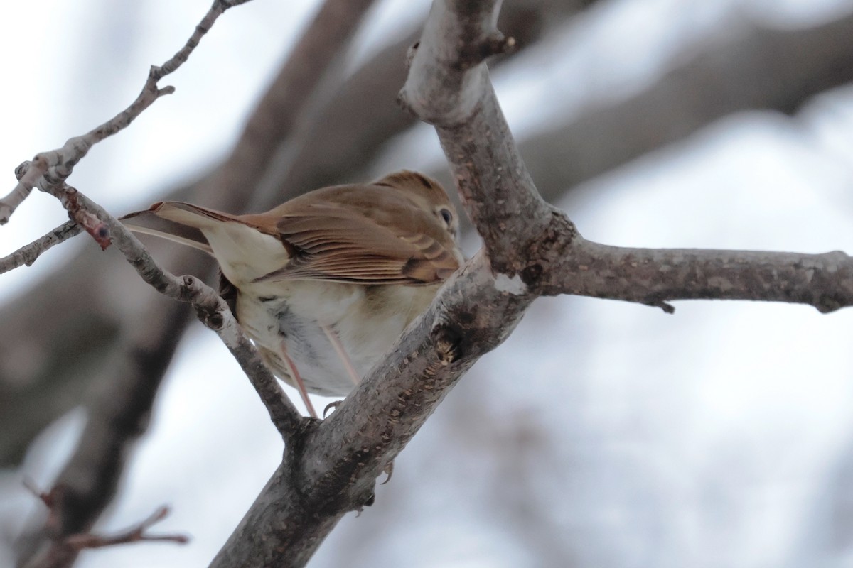 Hermit Thrush - ML645958347