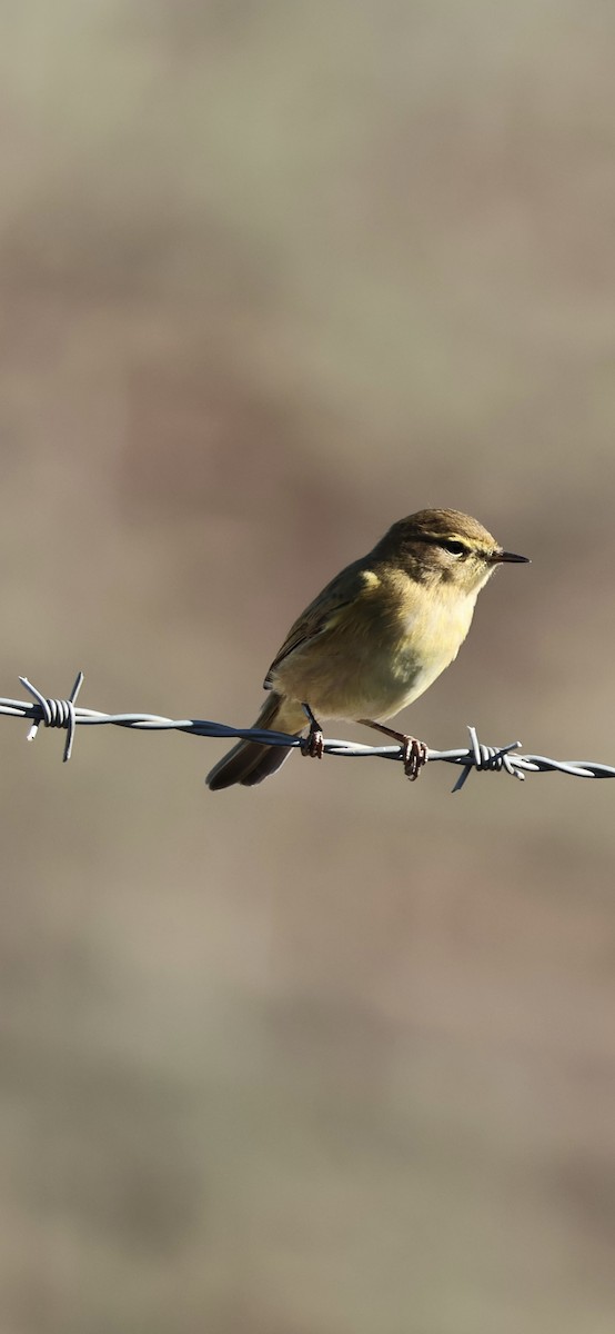 Вівчарик-ковалик - ML645958397