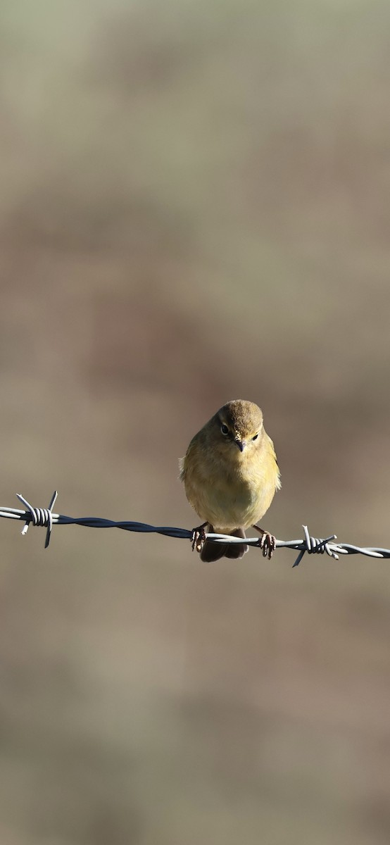 チフチャフ - ML645958401