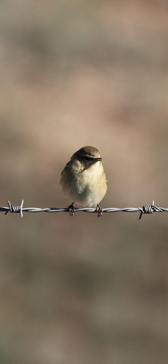 チフチャフ - ML645958402