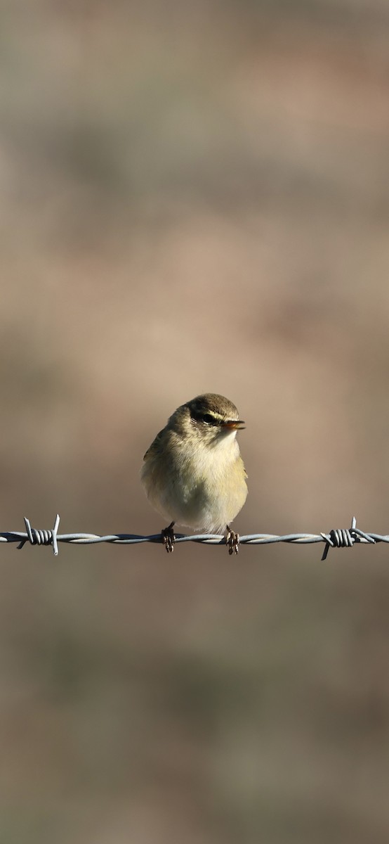 チフチャフ - ML645958403