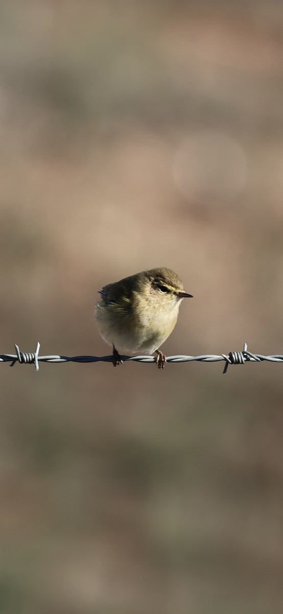 チフチャフ - ML645958404