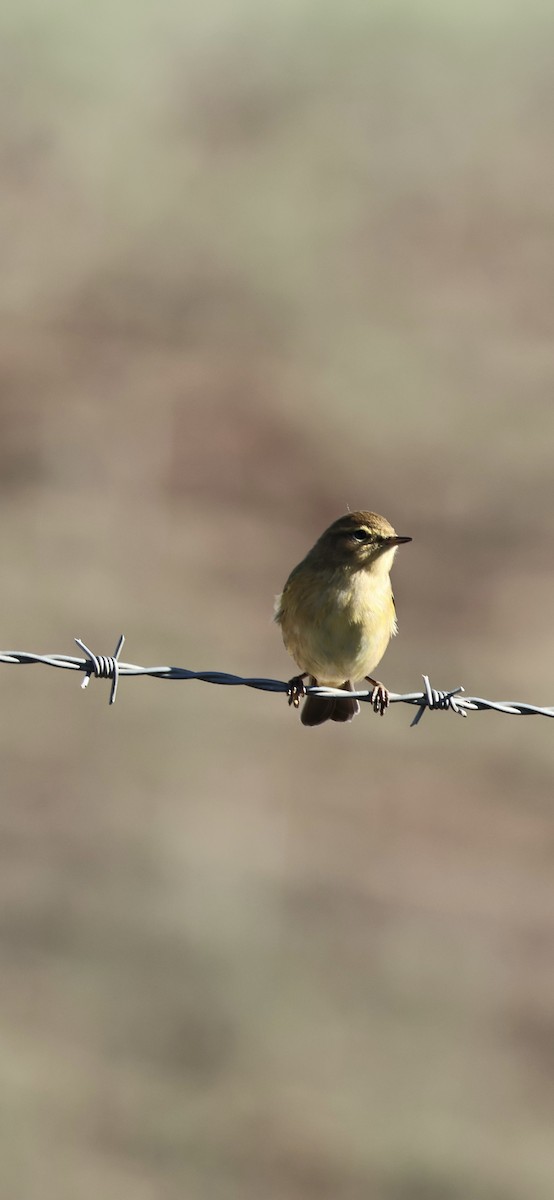 チフチャフ - ML645958405