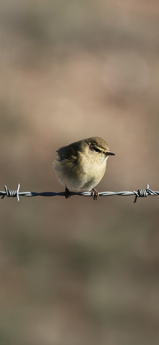 チフチャフ - ML645958406