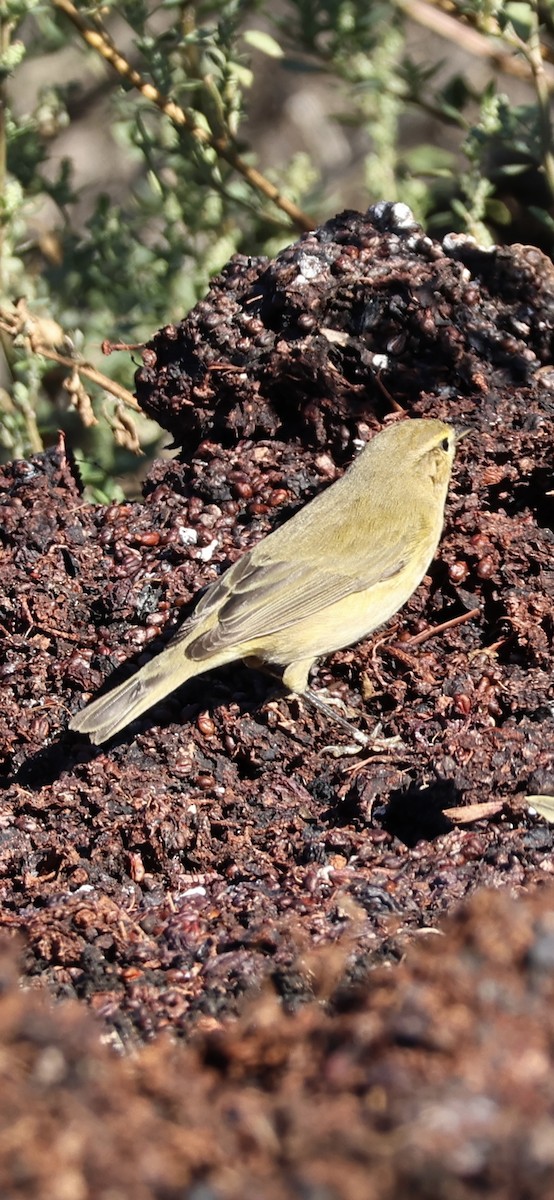 チフチャフ - ML645958409