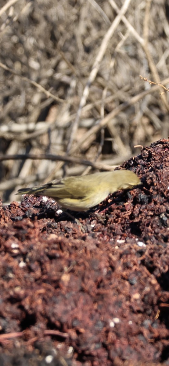 チフチャフ - ML645958410