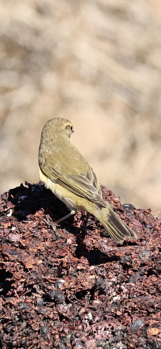 チフチャフ - ML645958411