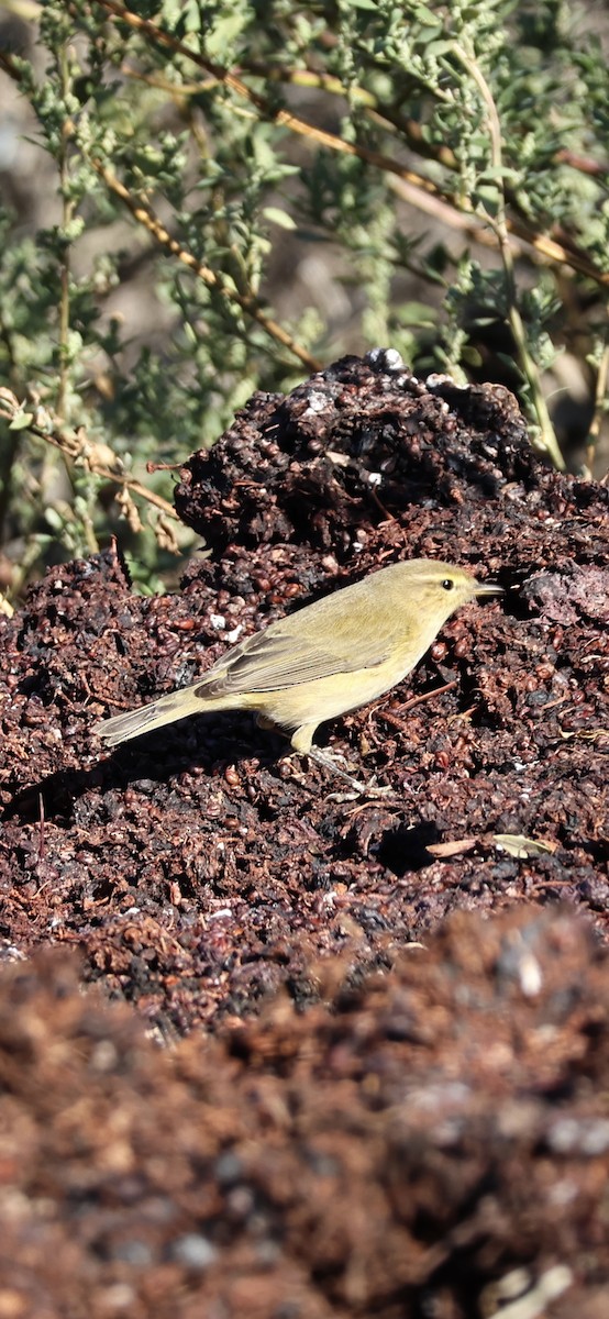 チフチャフ - ML645958412