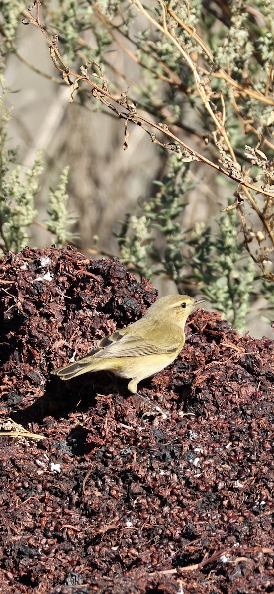 チフチャフ - ML645958413