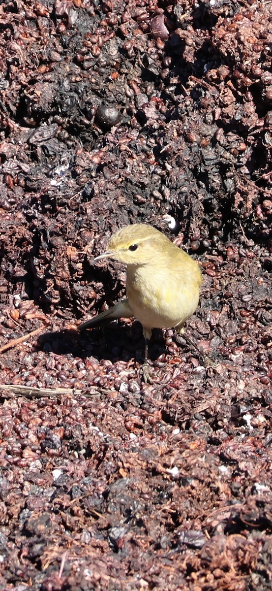 チフチャフ - ML645958414