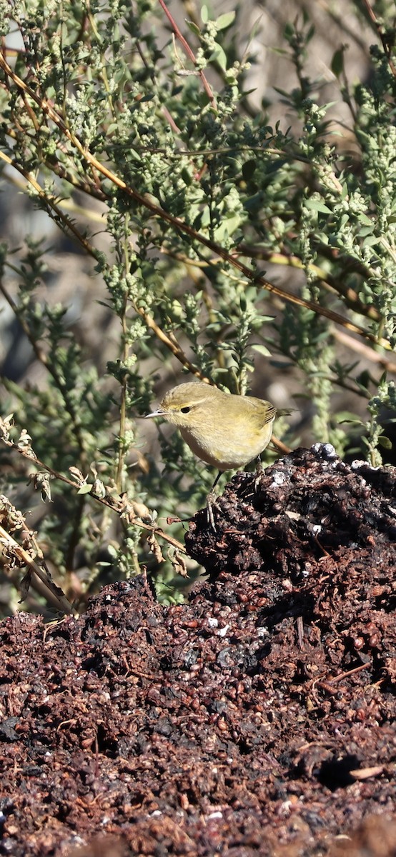 チフチャフ - ML645958415