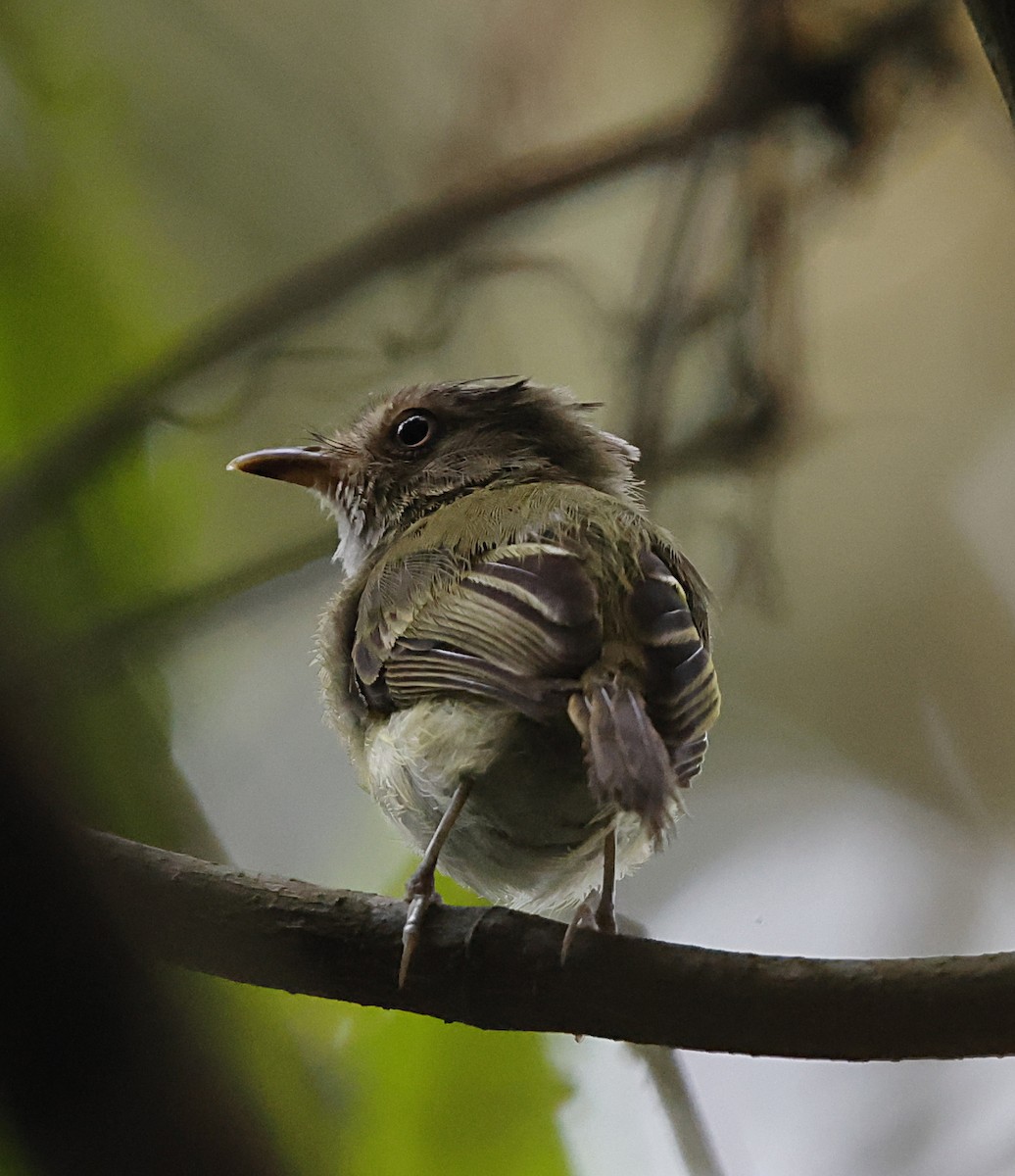エボシハエトリ - ML645958420