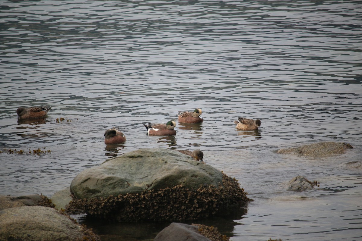 アメリカヒドリ - ML645958425