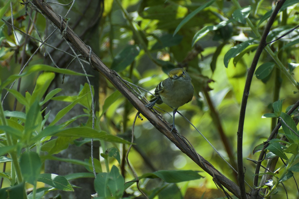 メジロモズモドキ - ML645958426