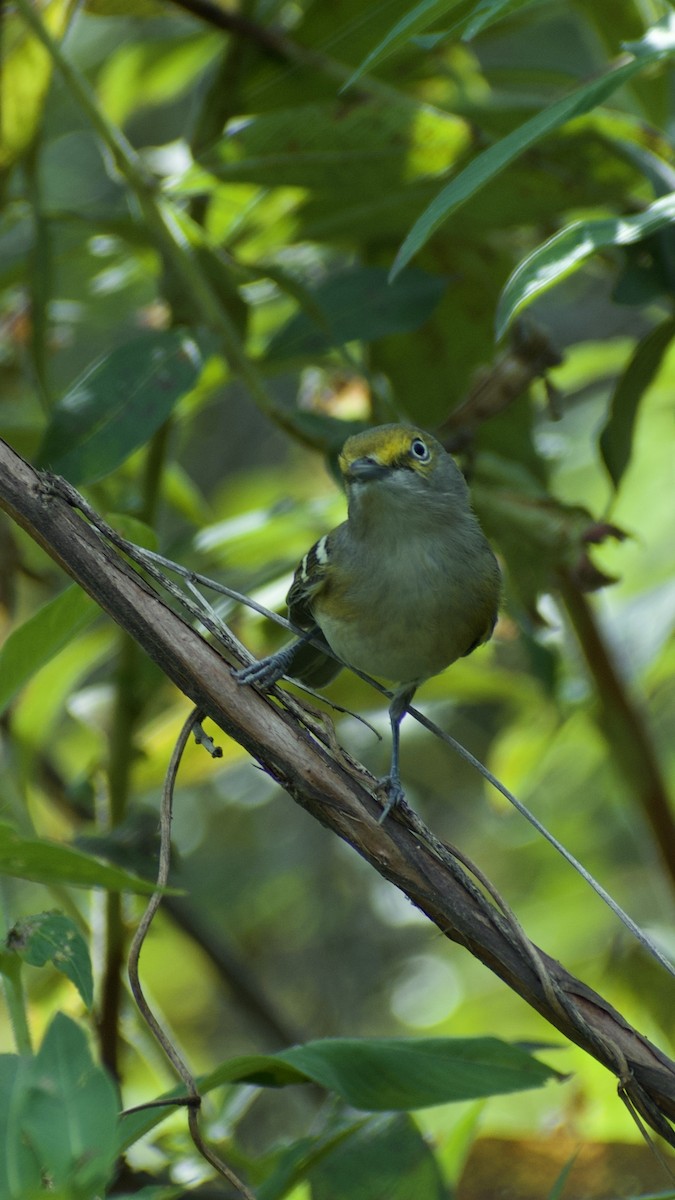 メジロモズモドキ - ML645958427