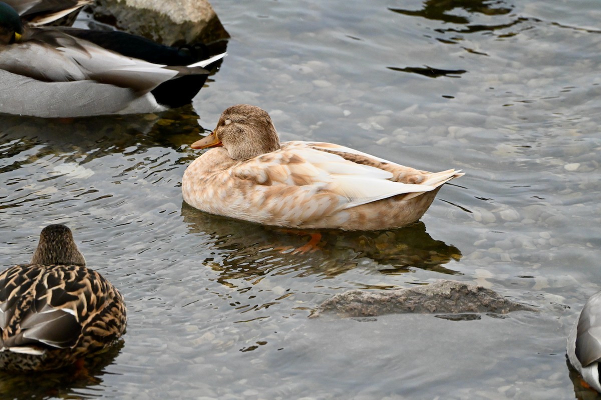 マガモ（アヒル、家畜） - ML645958429