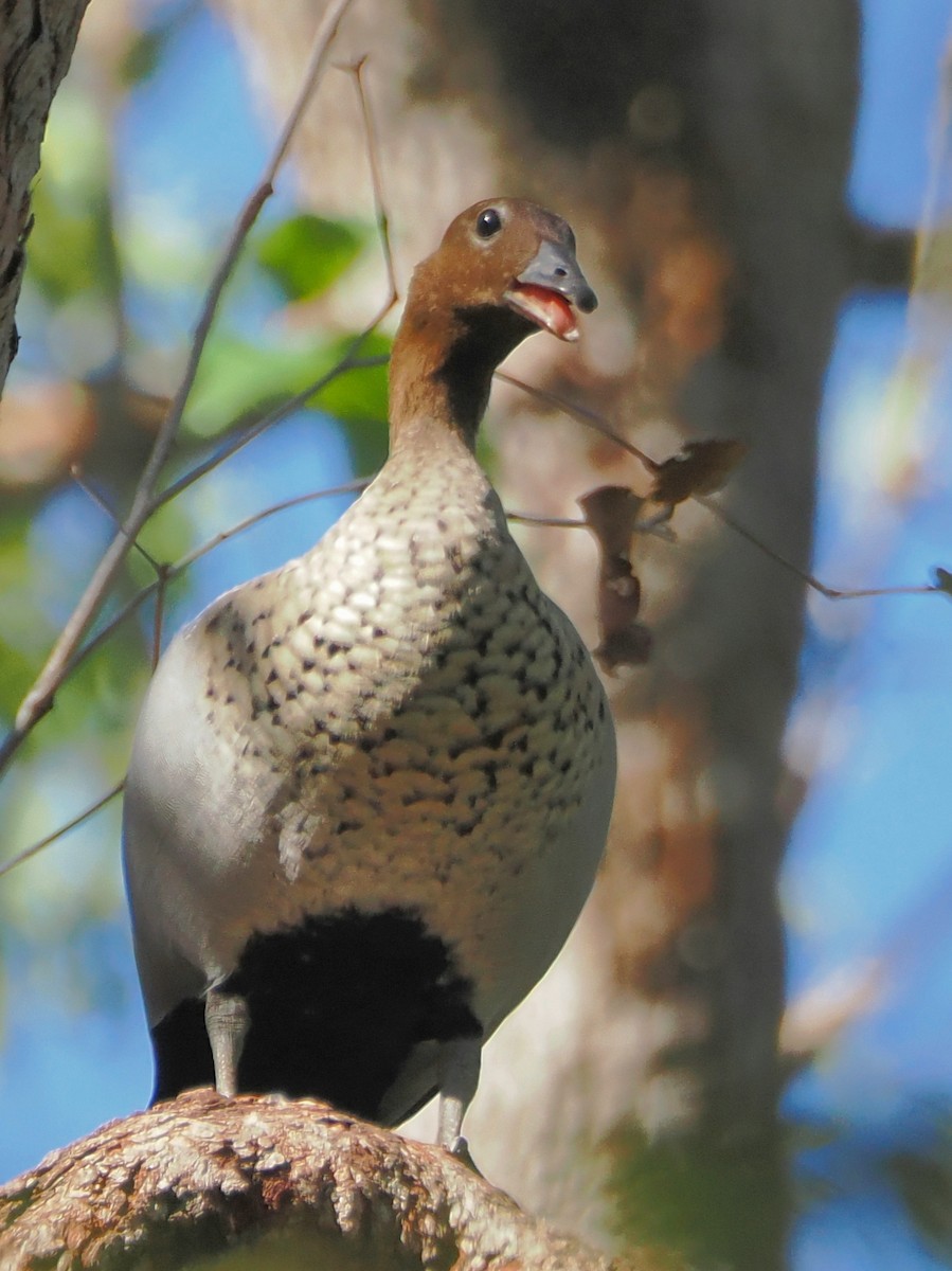 タテガミガン - ML645958431