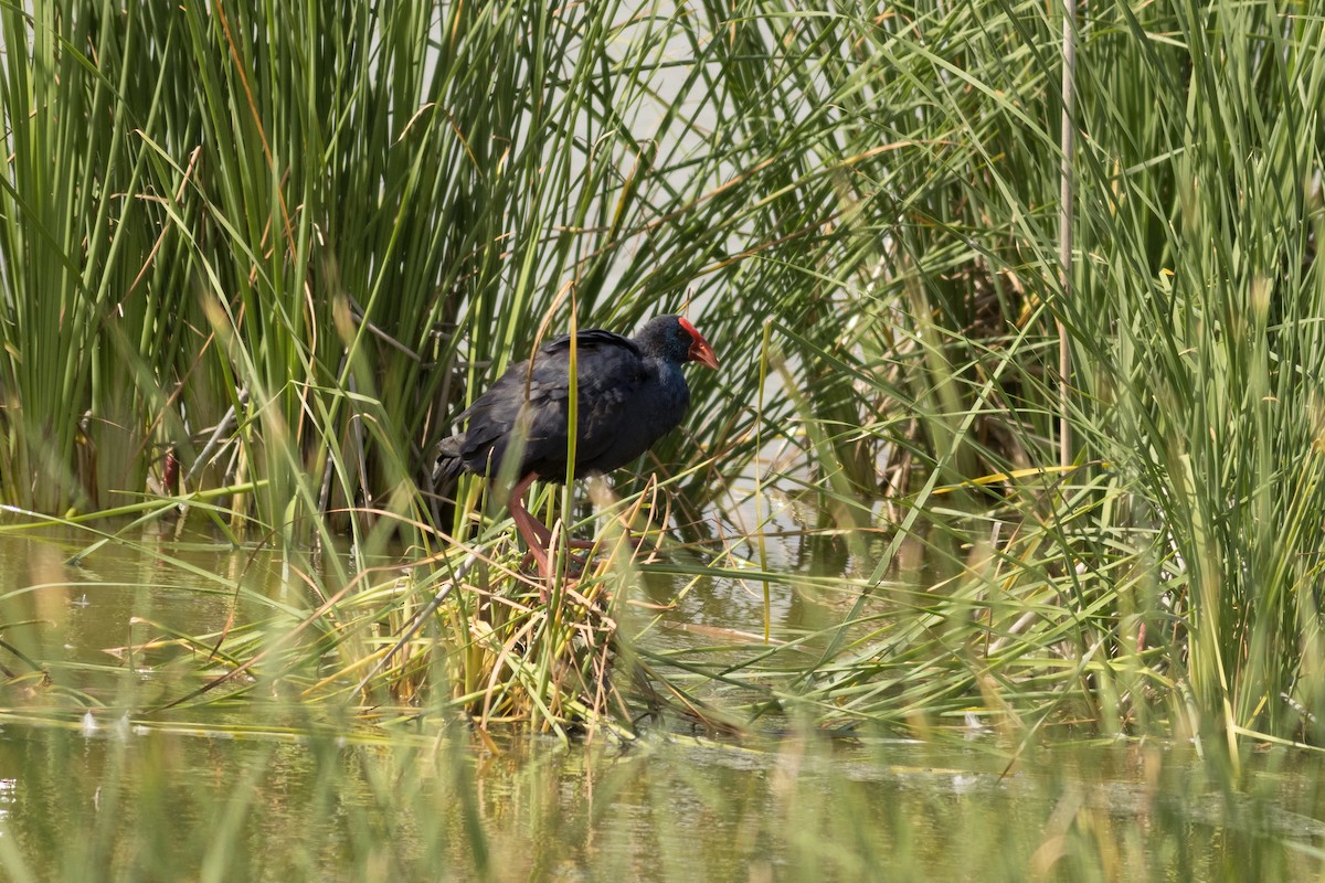 セイケイ - ML645958432