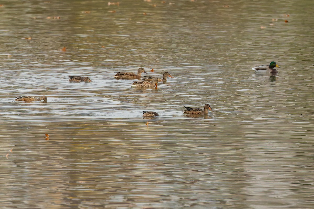 ハシビロガモ - ML645958433