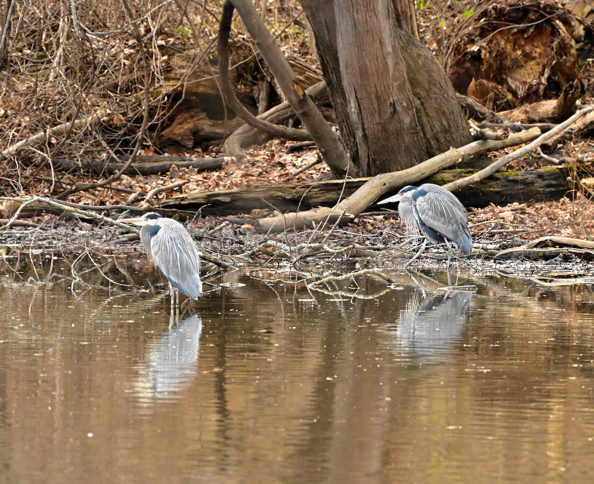 オオアオサギ - ML645958434
