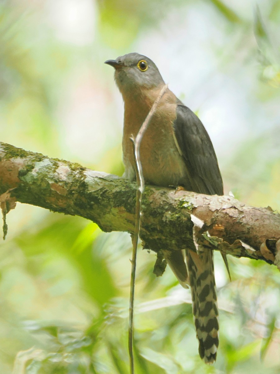Fan-tailed Cuckoo - ML645958442