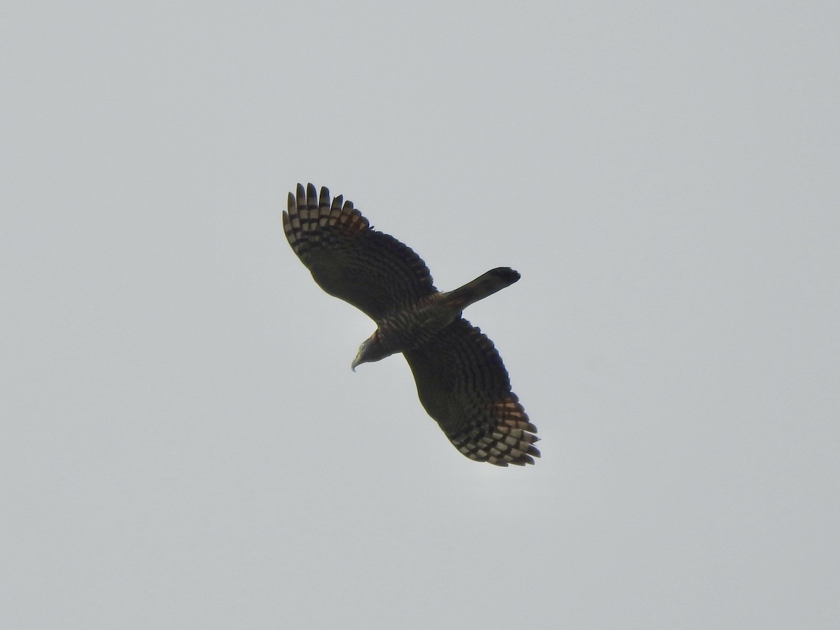 Hook-billed Kite - ML645958444