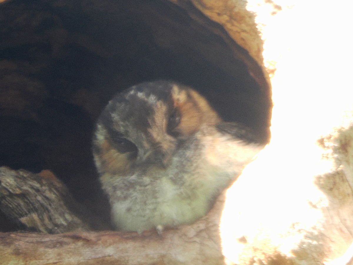 Australian Owlet-nightjar - ML645958448