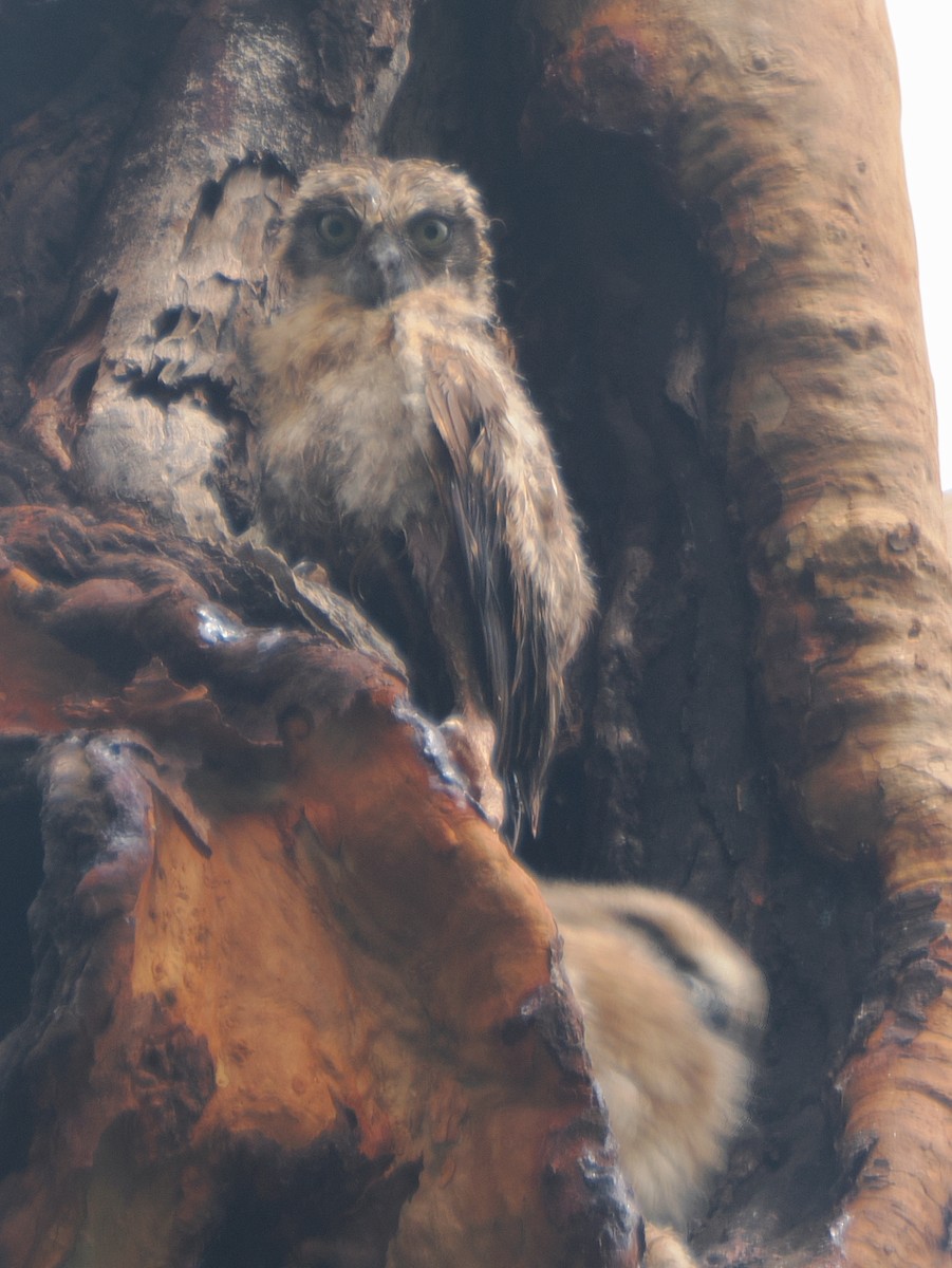 Australian Boobook - ML645958455