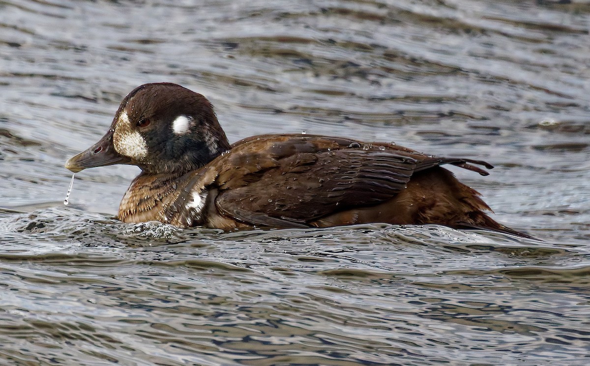 Harlequin Duck - ML645958456