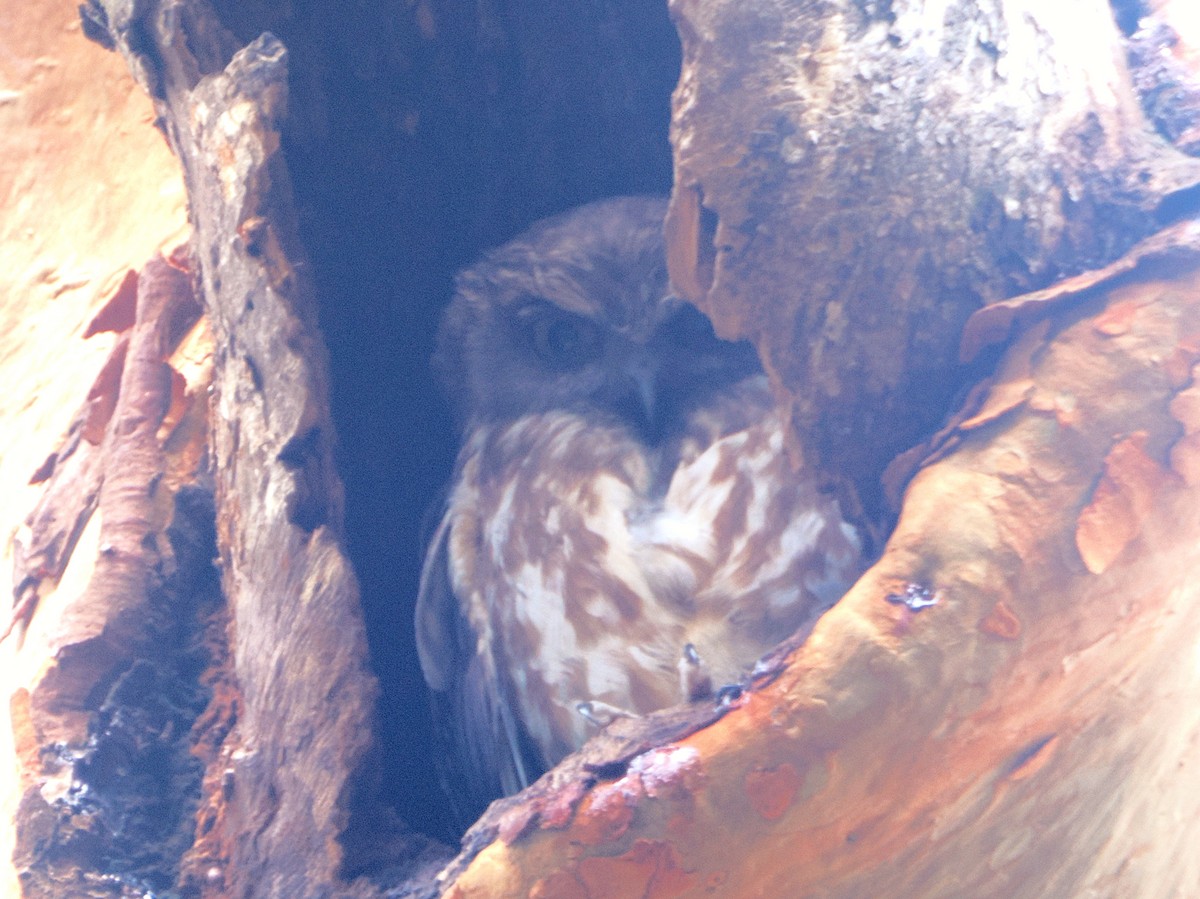 Australian Boobook - ML645958458