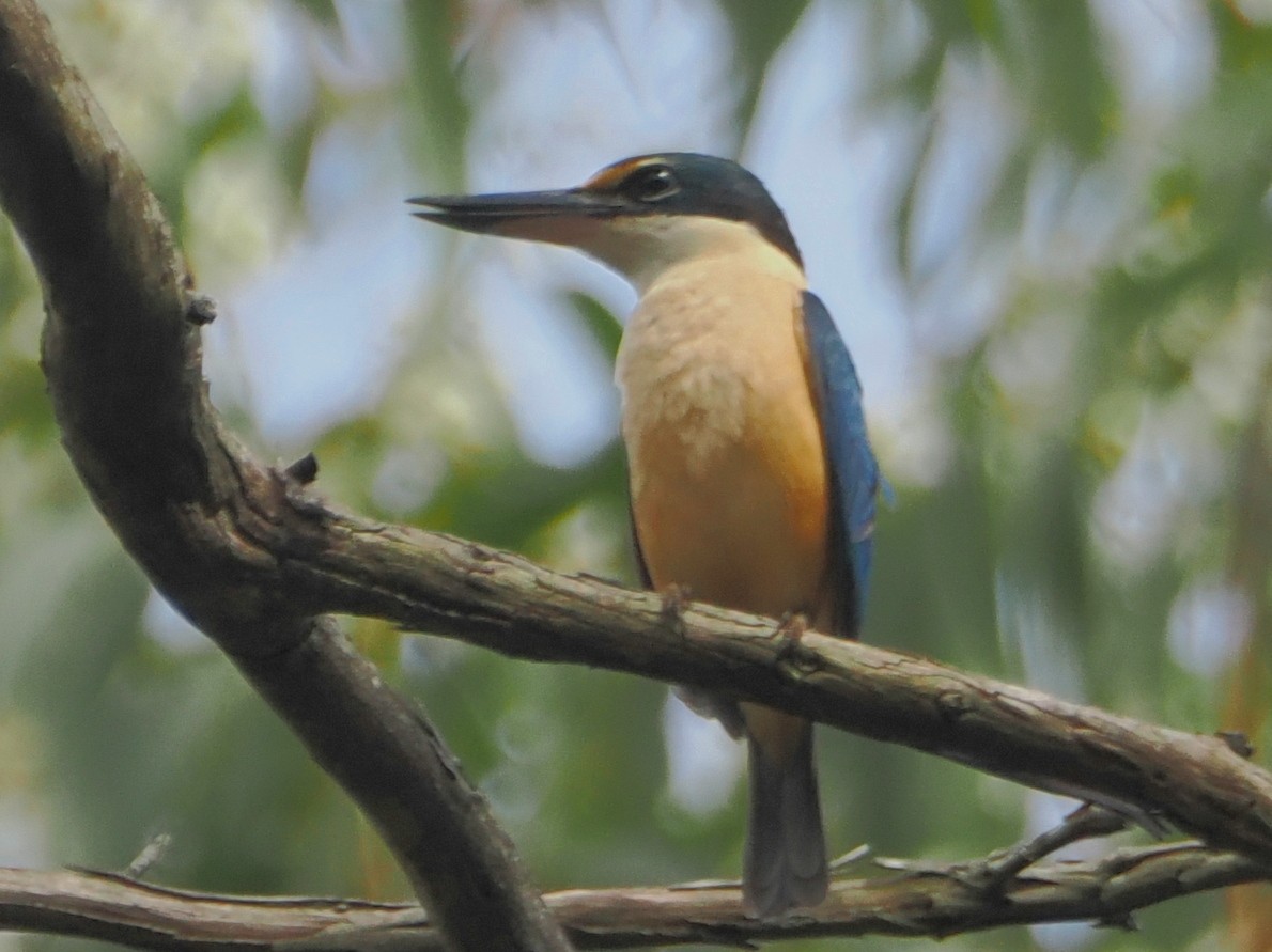Sacred Kingfisher - ML645958460