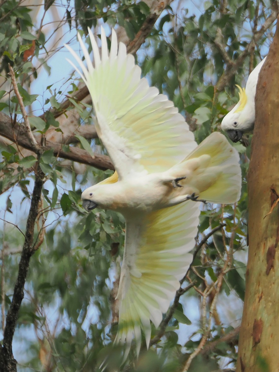 Sulphur-crested Cockatoo - ML645958466
