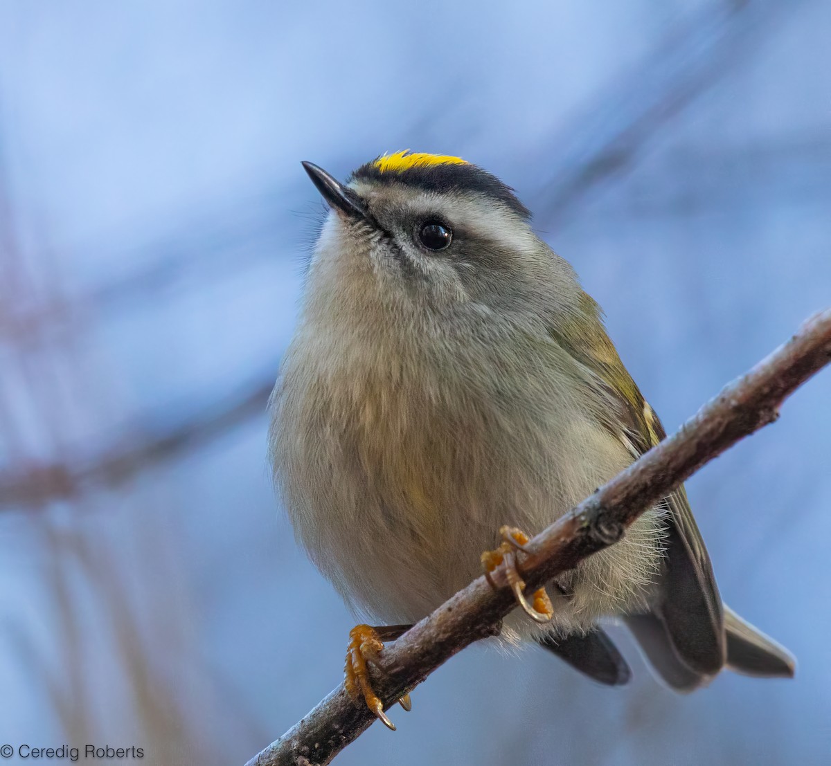 Erregetxo amerikarra - ML645958475