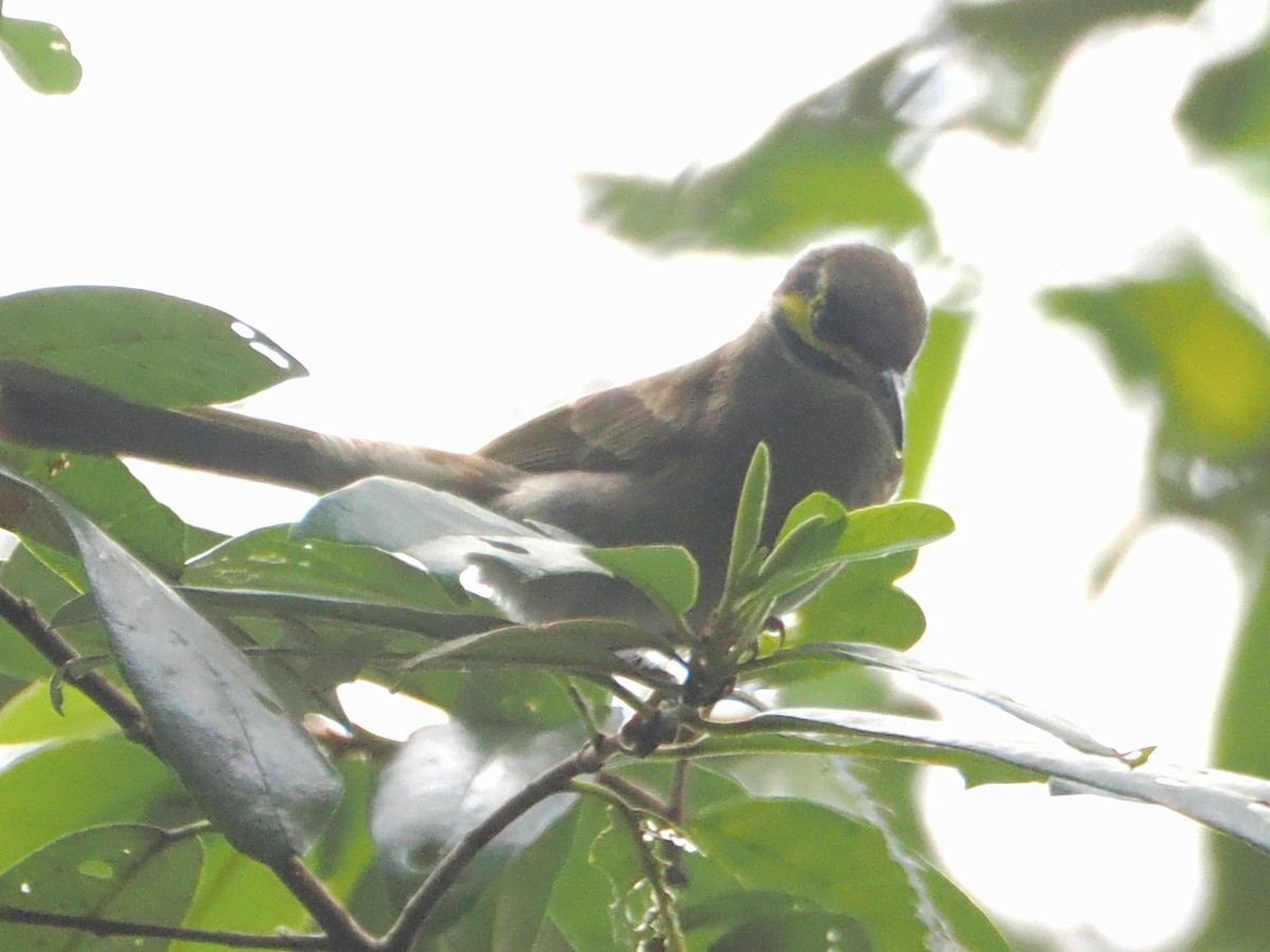Yellow-faced Honeyeater - ML645958476