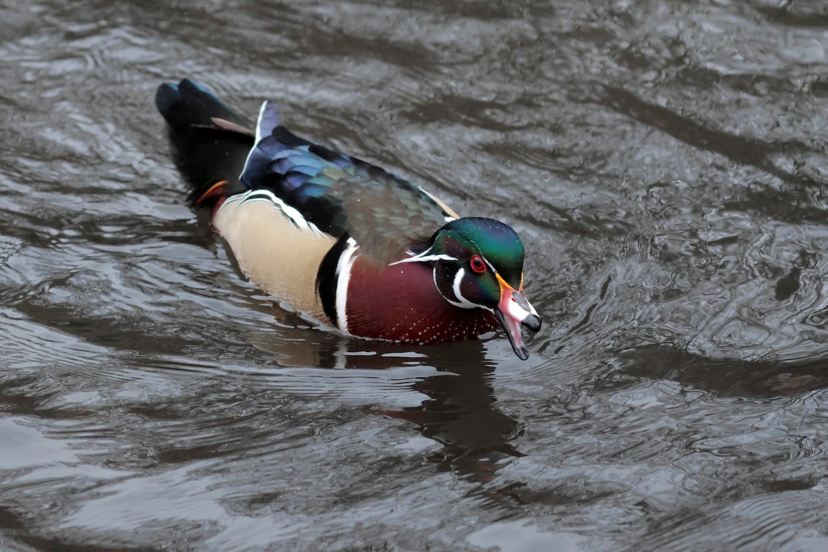 Wood Duck - ML645958480