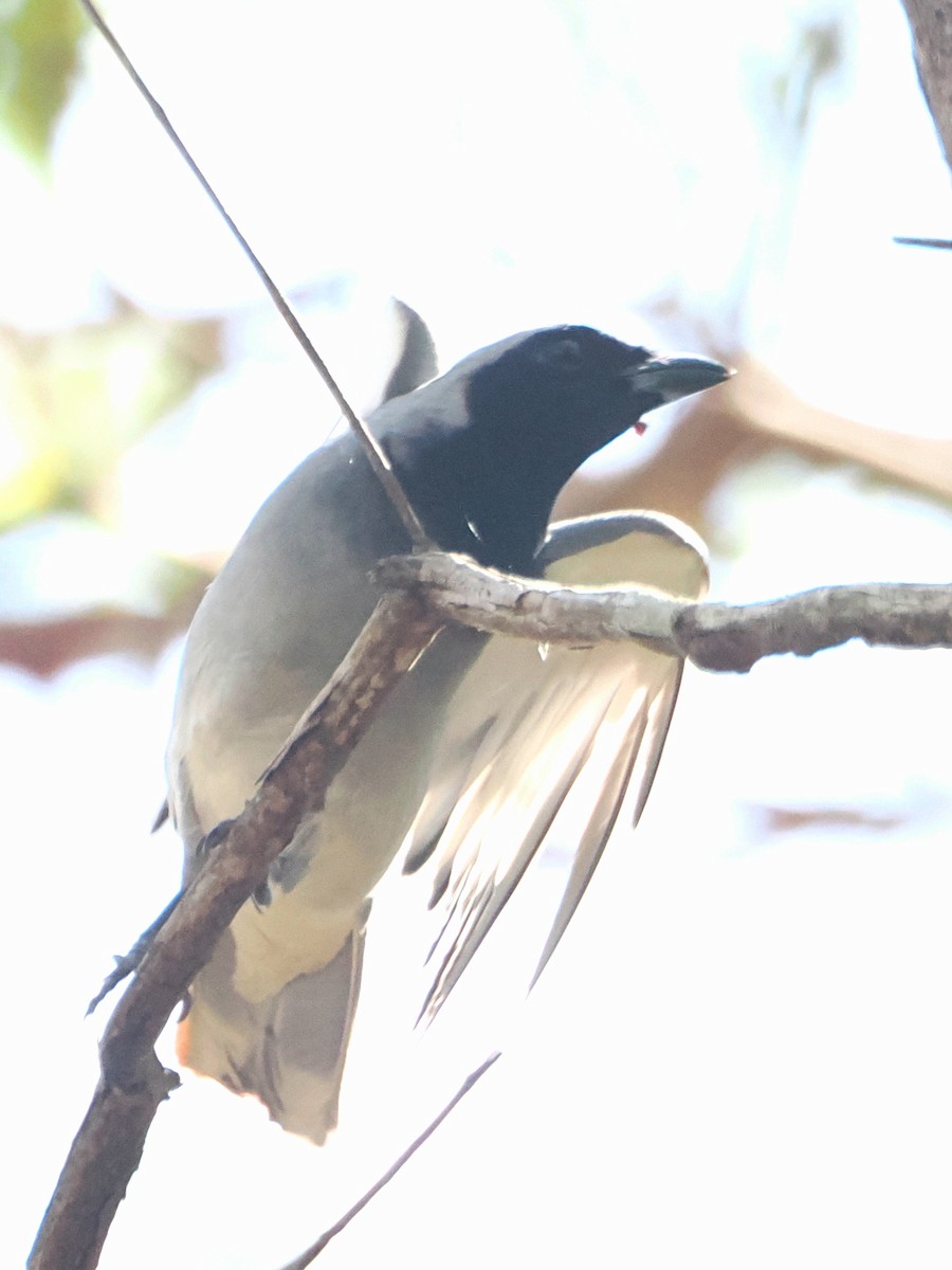 Black-faced Cuckooshrike - ML645958488
