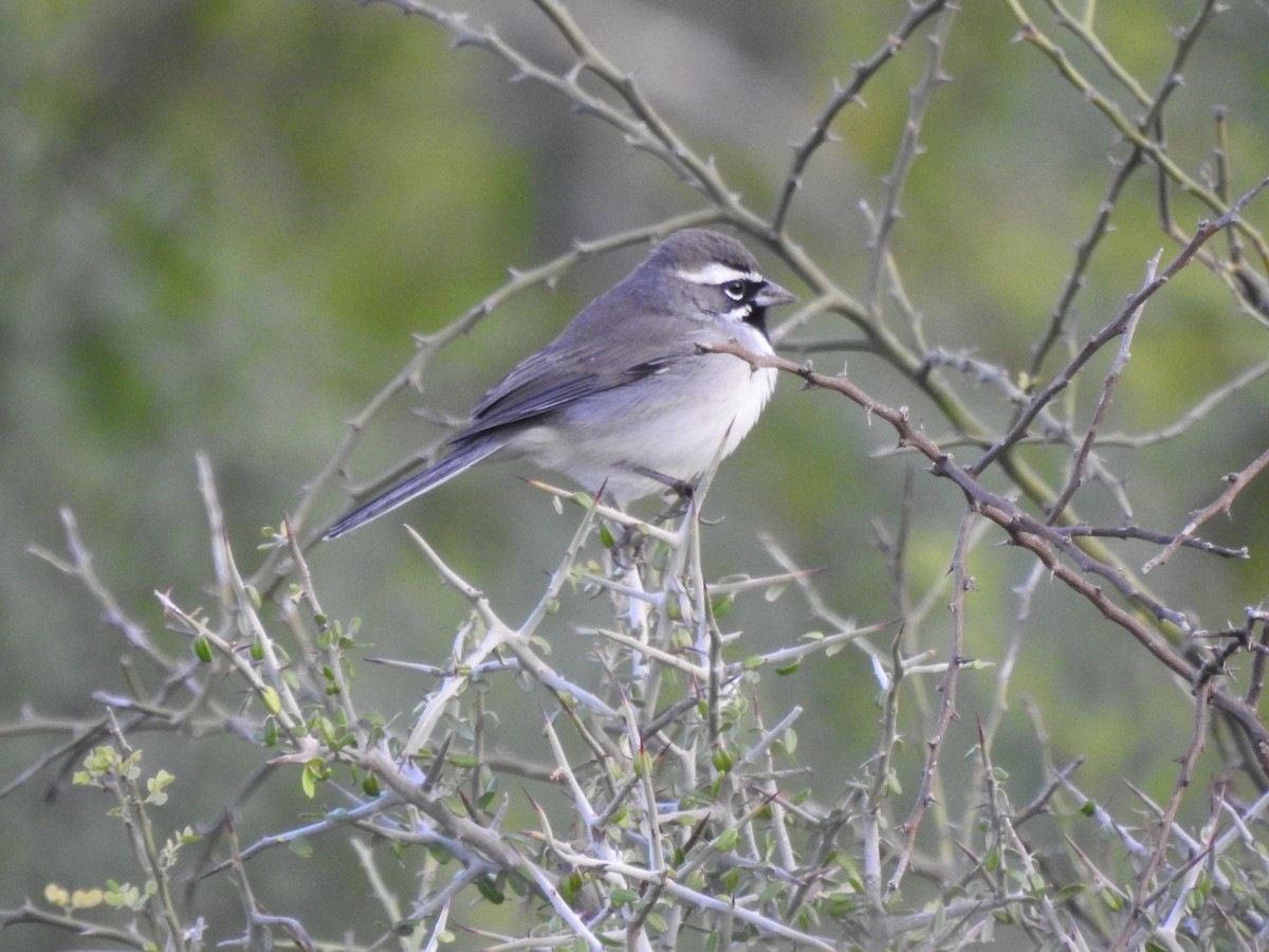 Black-throated Sparrow - ML645958489