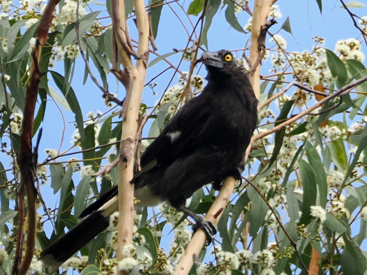 Pied Currawong - ML645958497