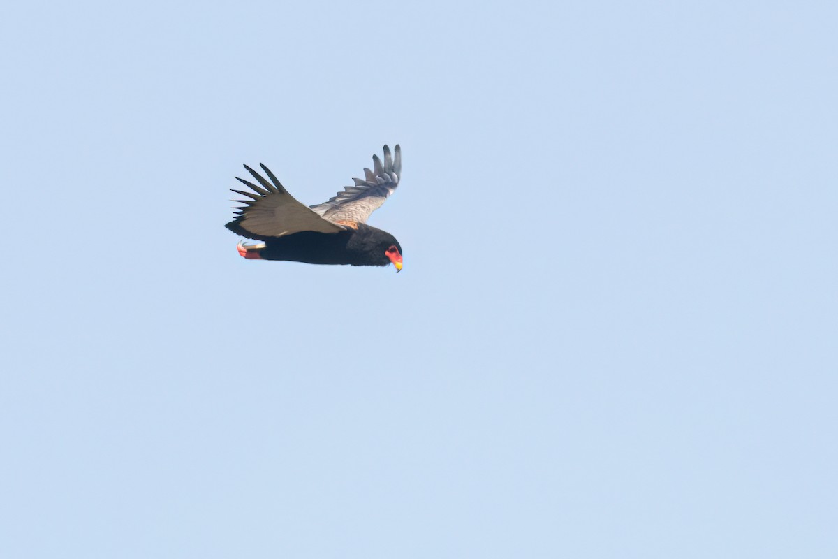 Bateleur - ML645958499