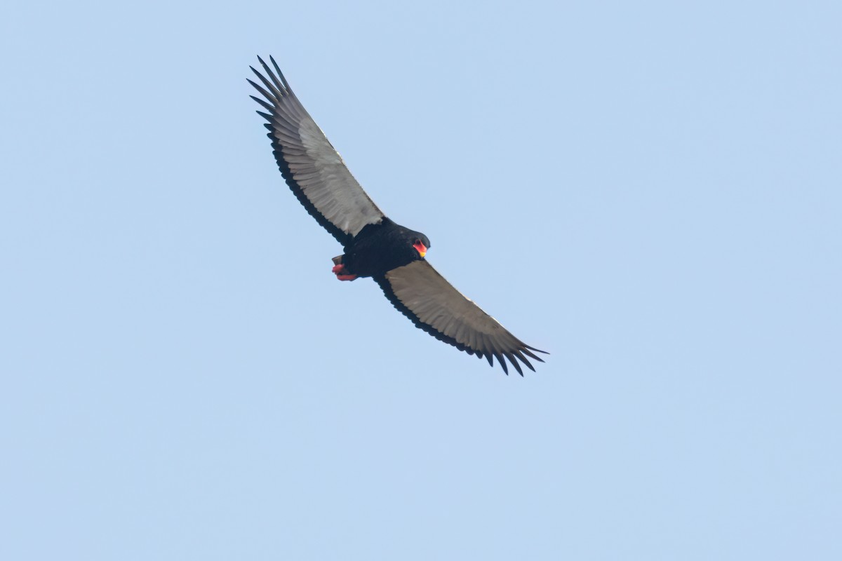 Bateleur - ML645958502