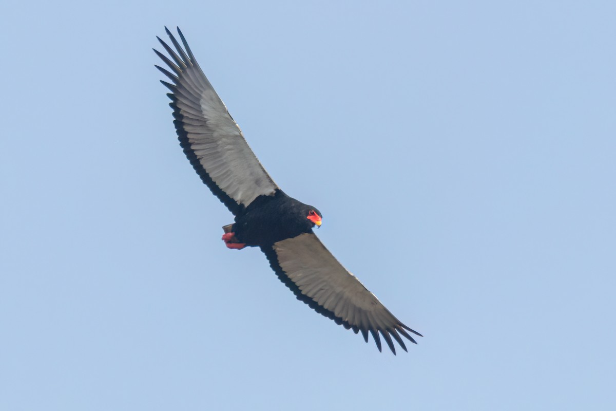 Bateleur - ML645958503