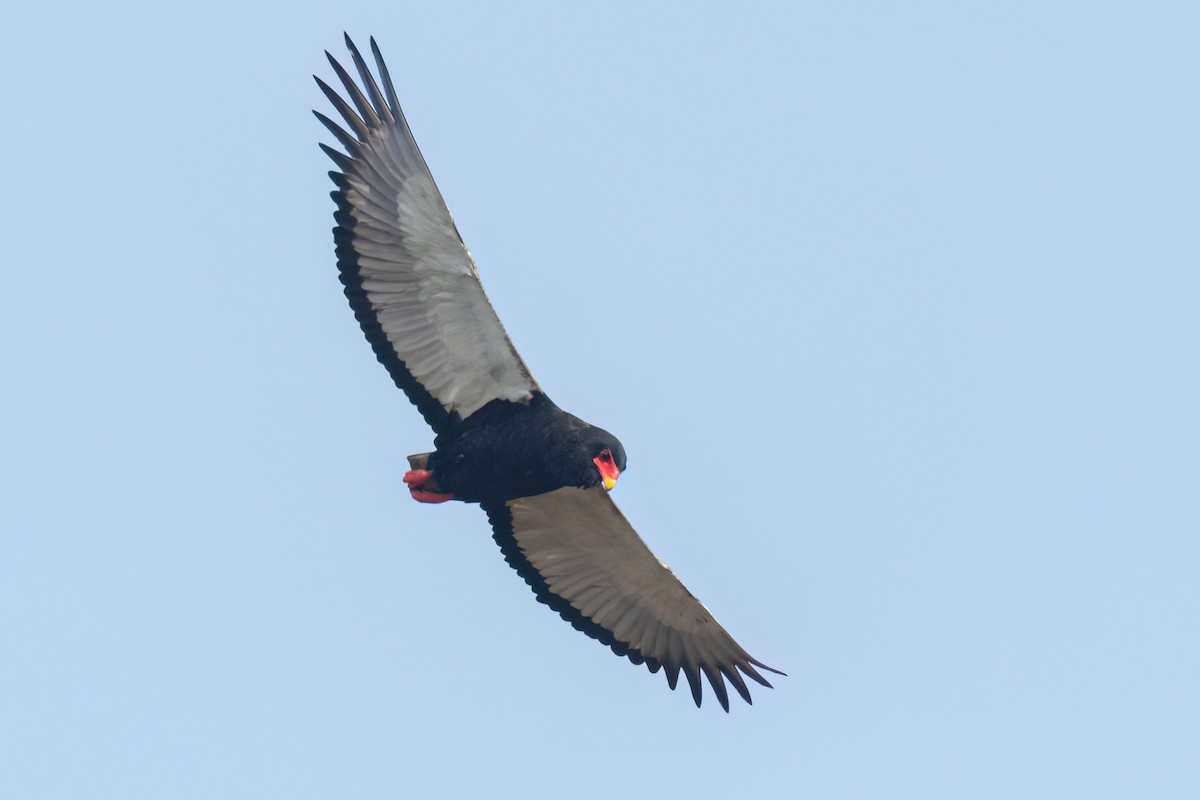 Bateleur - ML645958505