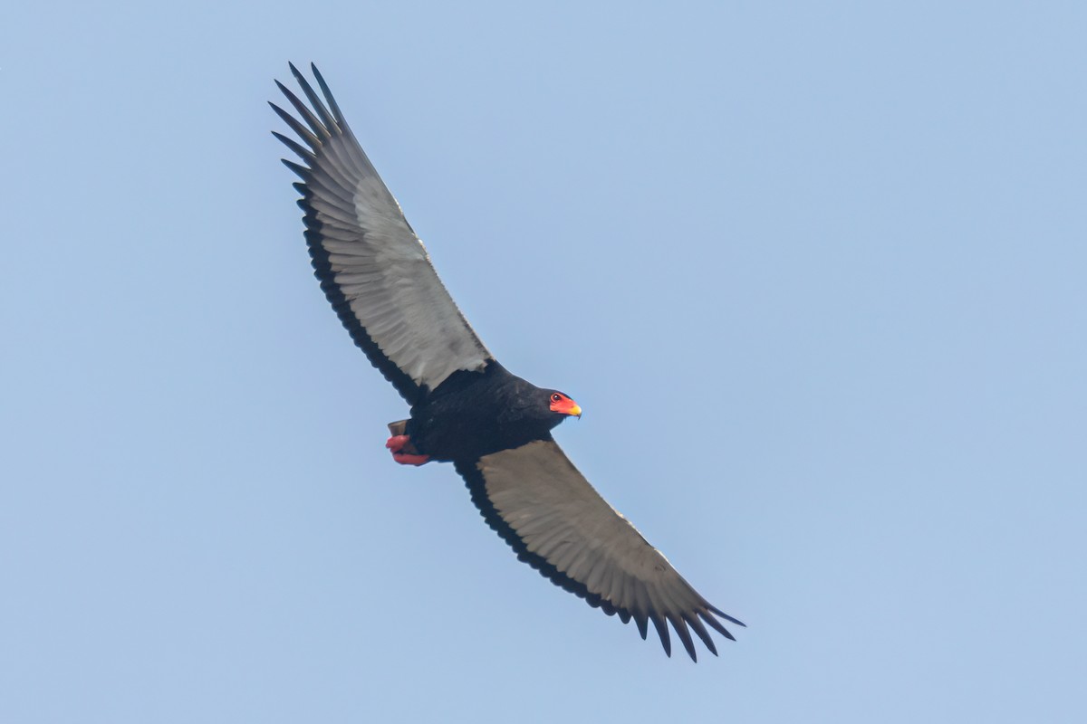 Bateleur - ML645958506