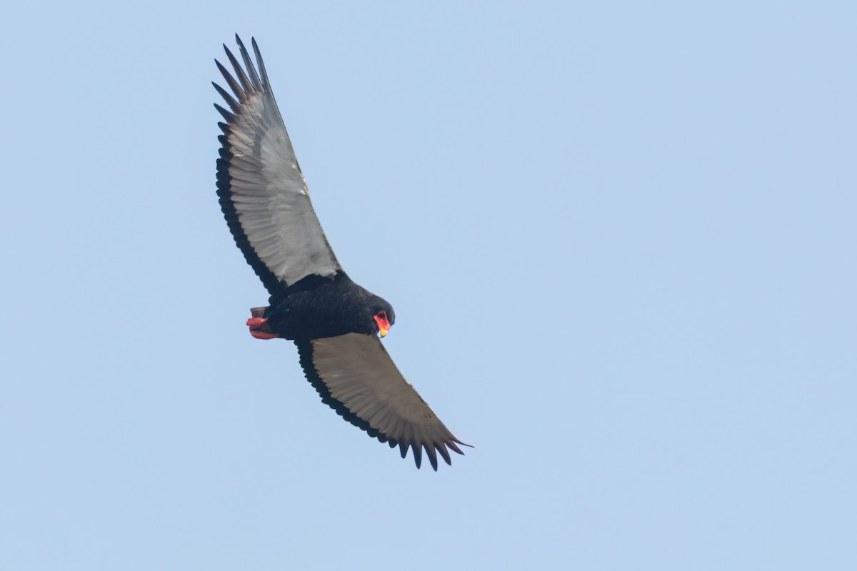 Bateleur - ML645958507