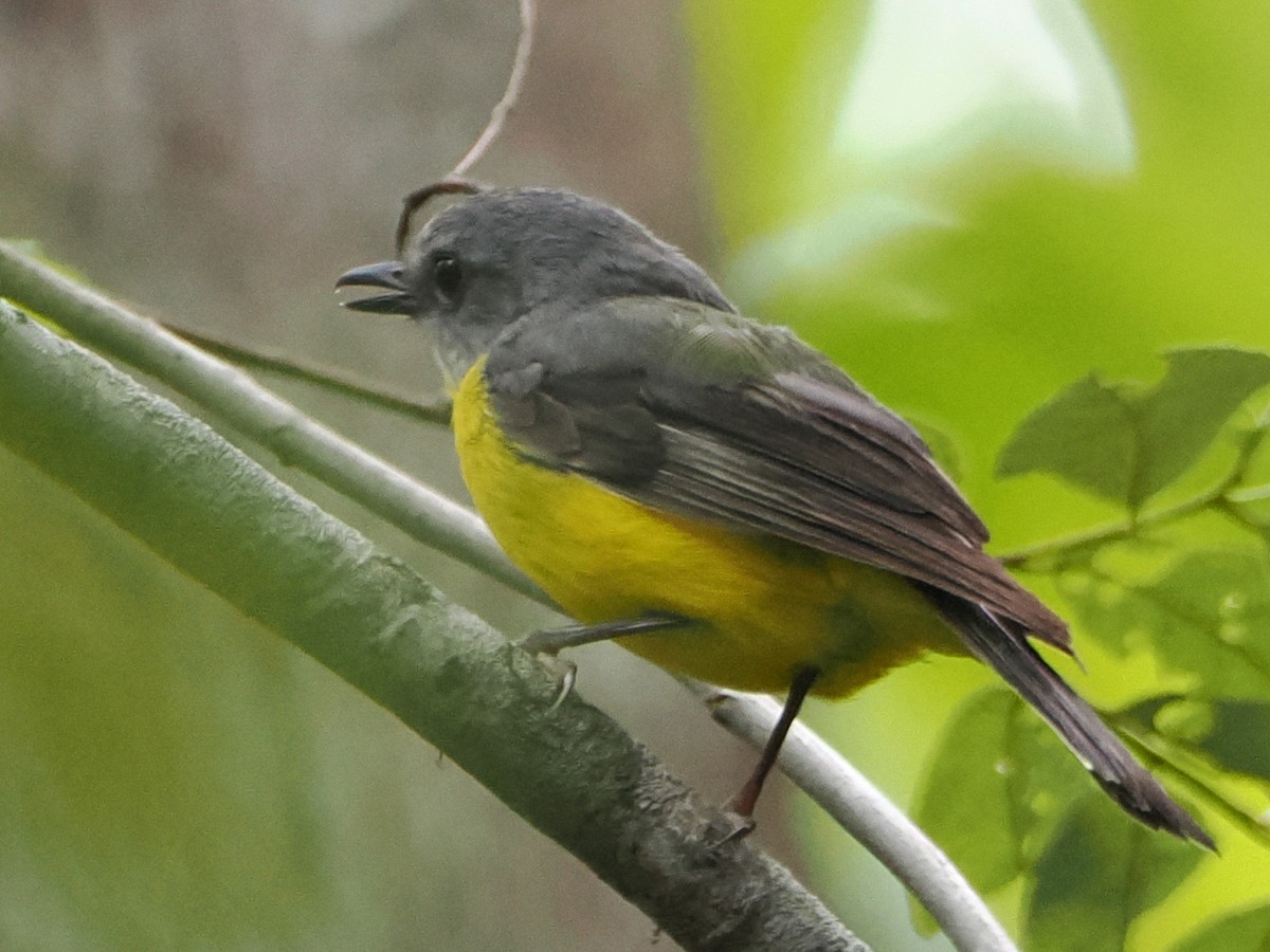 Doğulu Sarı Bülbül - ML645958511