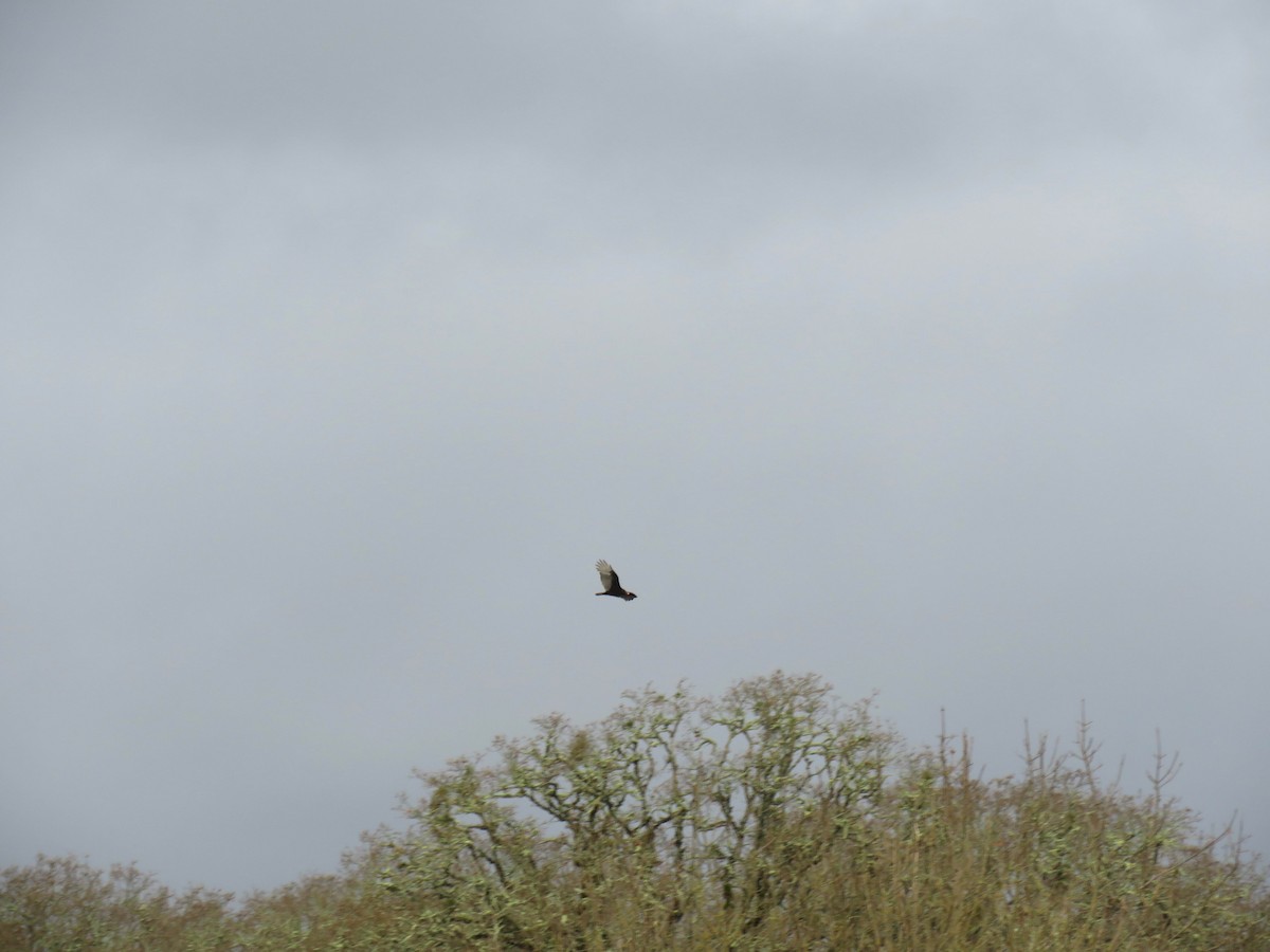 Hindi Akbabası - ML645958520