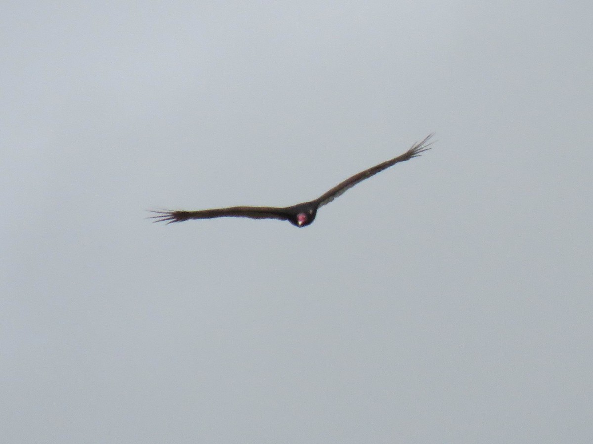 Hindi Akbabası - ML645958523