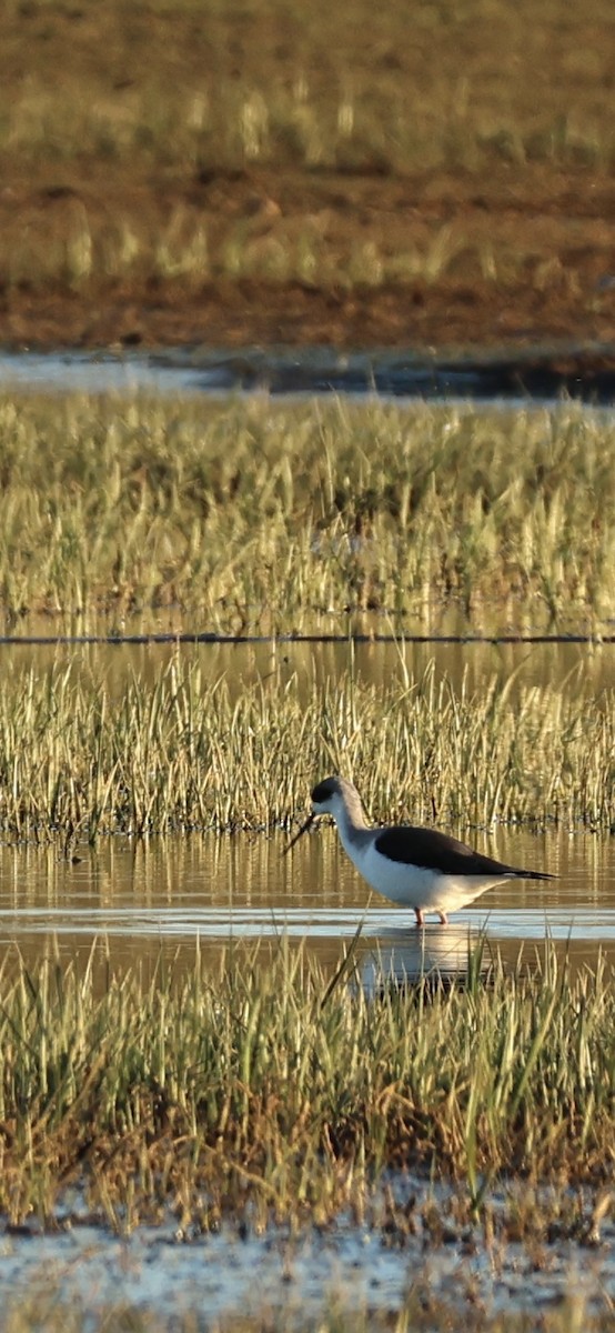 Black-winged Stilt - ML645958539